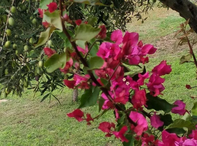 Ases Lagonisi Halkidiki Apartmán Ormos Panagias